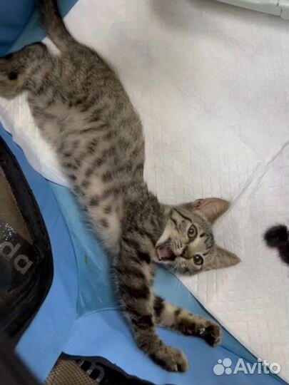 Малыш Рэй (котёнок, 2,5-3 месяца)