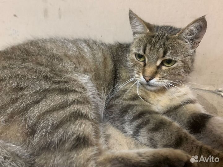 Кошечка ищет дом