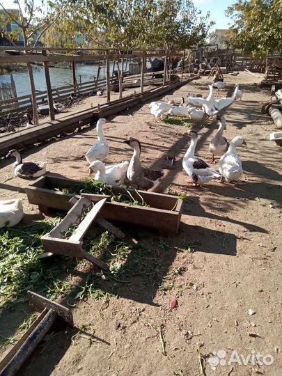 Яйца гусиные,утиные, куриные на инкубацию.80,30,15