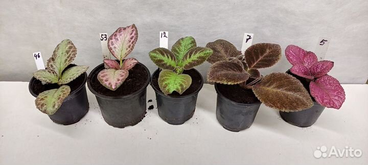 Эписции сортовые