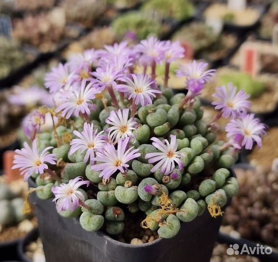 Конофитум. Цветущие камни