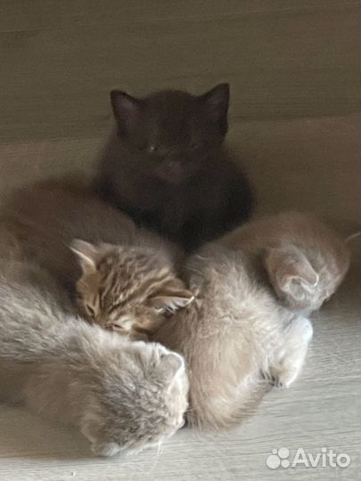 Британские котята