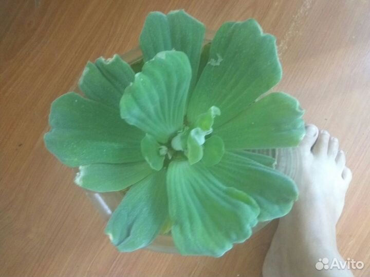 Пистия крупненькая и лимнофила