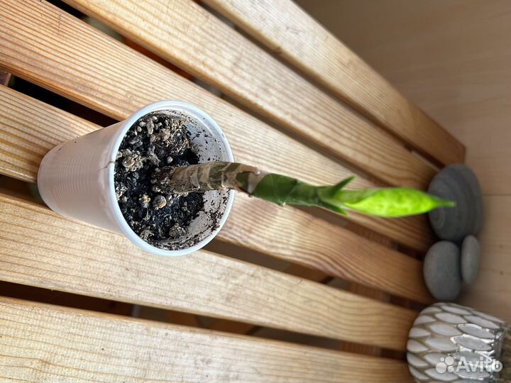 Сансевиерия