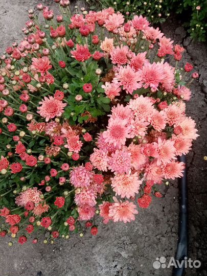 Хризантемы мультифлора шаровидна и веточная