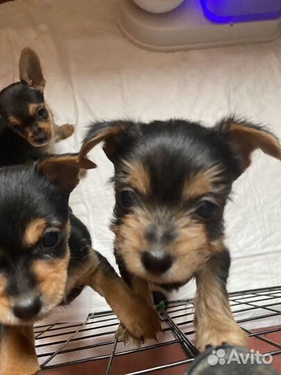 Йоркширский терьер щенки