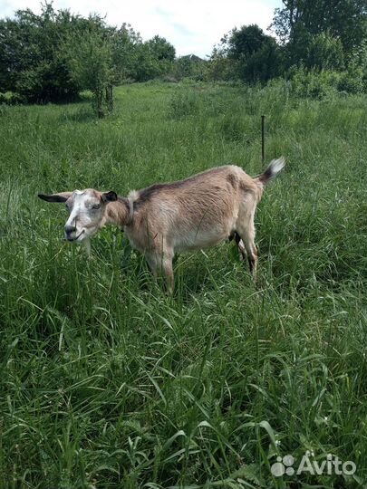 Продаю всех