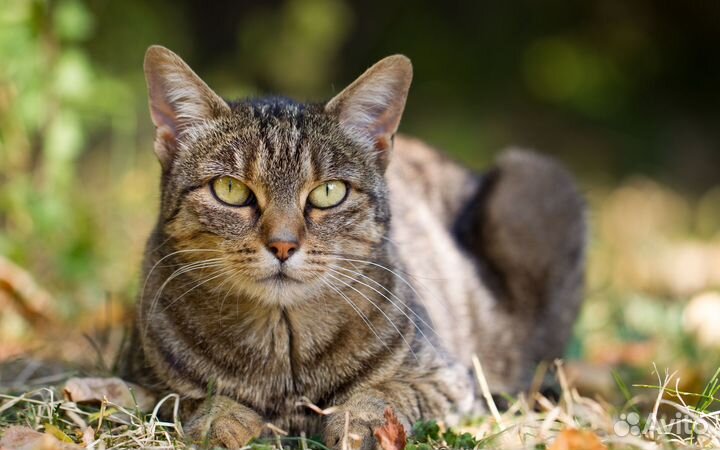 Кошки