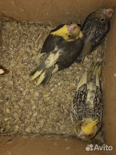 Попугай корелла птенец