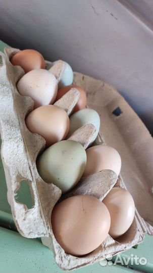 Продам яйцо куриное домашнее