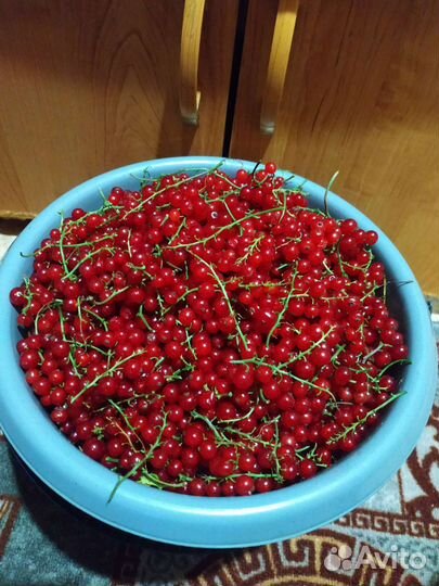 Красная смородина ягоды