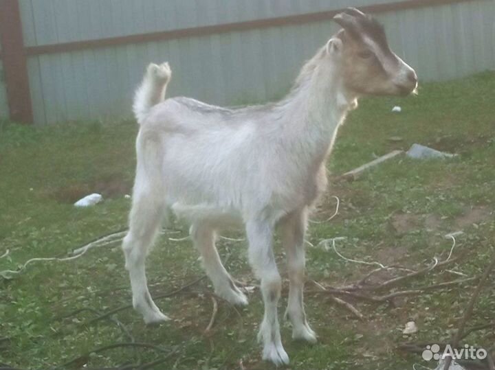 Козы и козлята ламанча