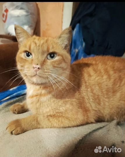 Рыжее солнышко