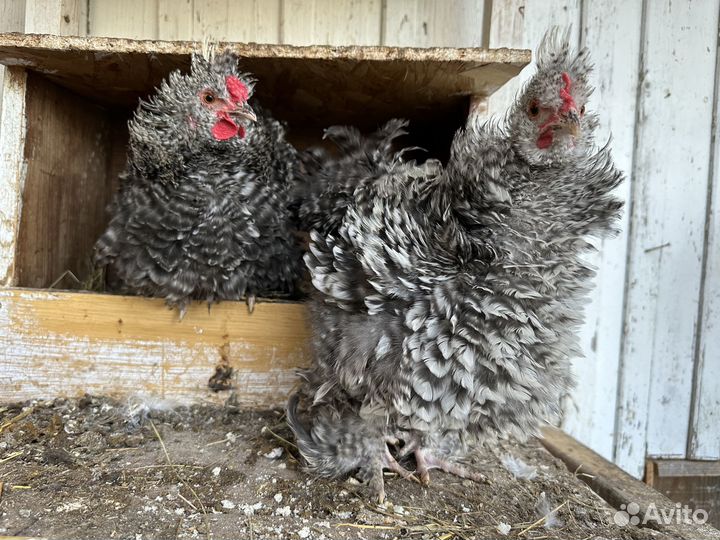 Молодые карликовые кохинхины