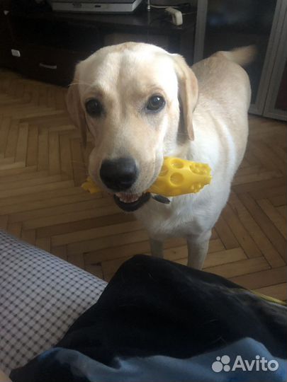 В добрые руки лабрадора