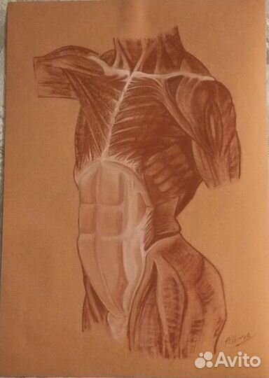 Рисунок торс сангина пастель