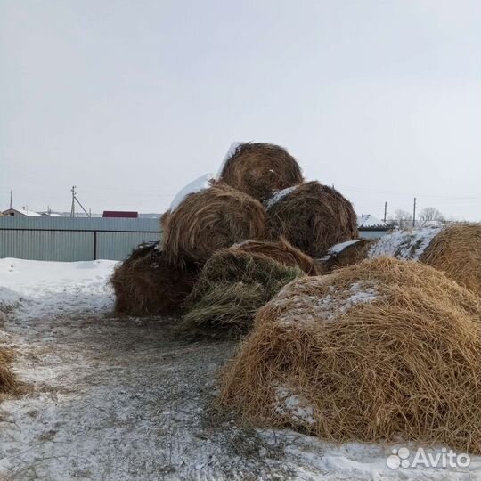 Сено в рулонах
