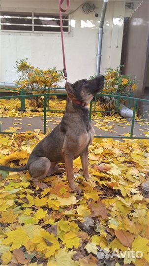 Активный пес компаньон ищет дом