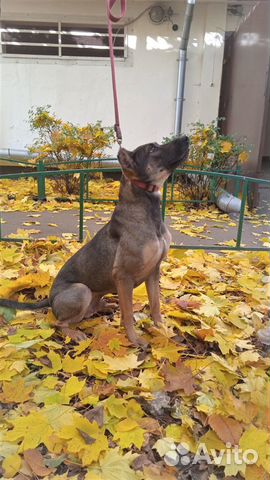 Активный пес компаньон ищет дом