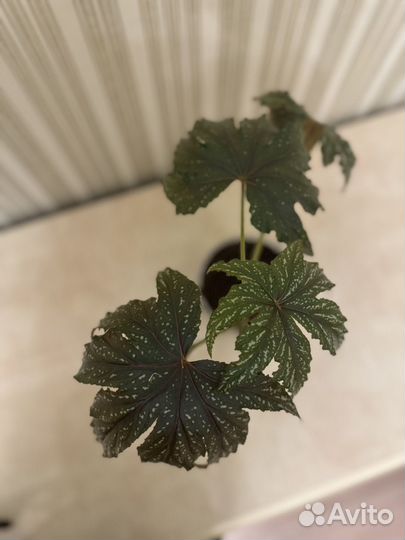 Бегония Гриффон