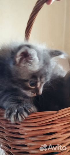 Котята мейн-кун