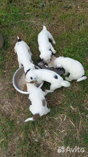 Щенки