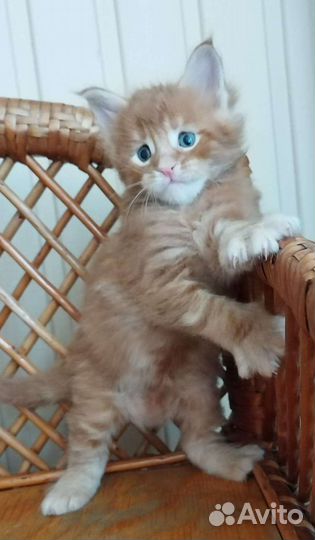 Котята мейн кун