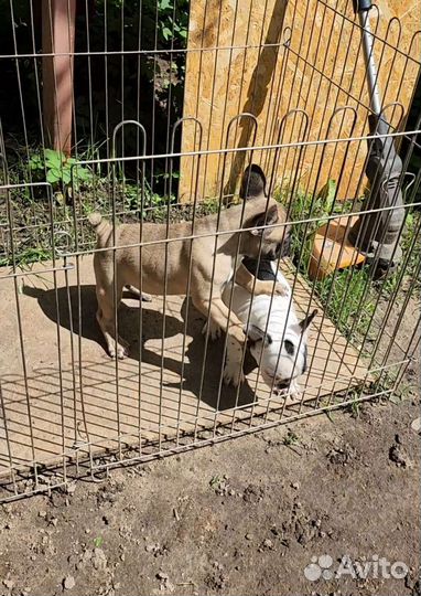 Французский бульдог щенки