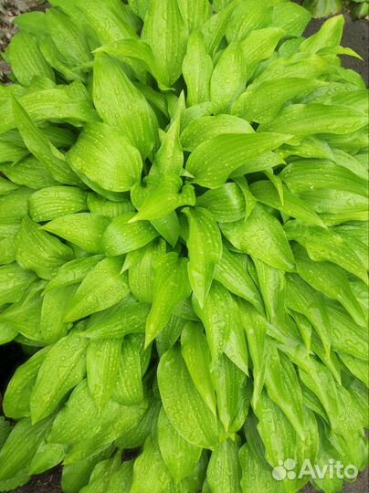 Растения для сада