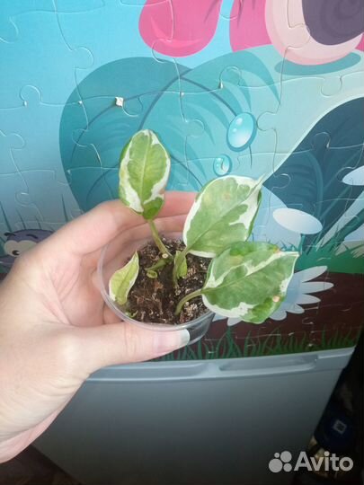 Продам 4 сорта сциндапсусов