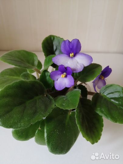 Продаю фиалки