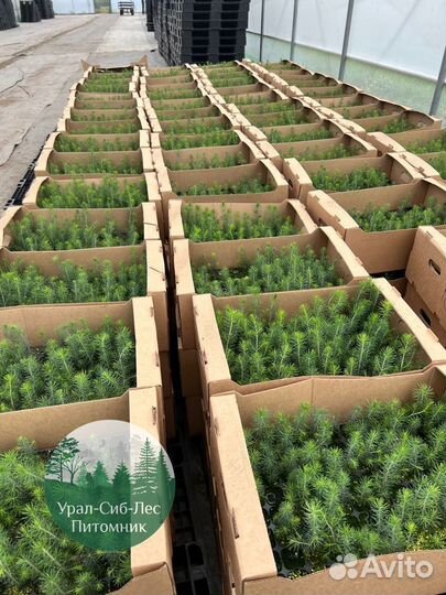 Сеянцы зкс Сосна окс Ель Лиственница Горная