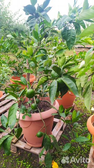 Лимонное дерево,мандарин