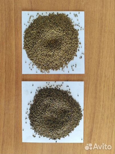 Семена люцерны