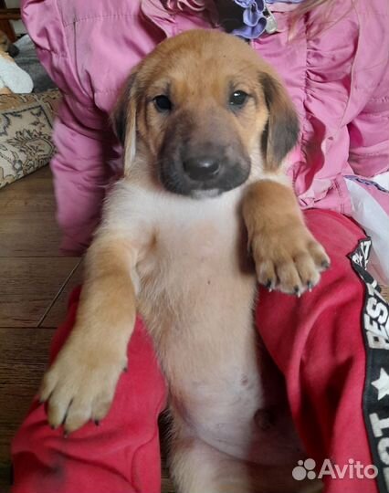 Прекрасные щенки в добрые руки