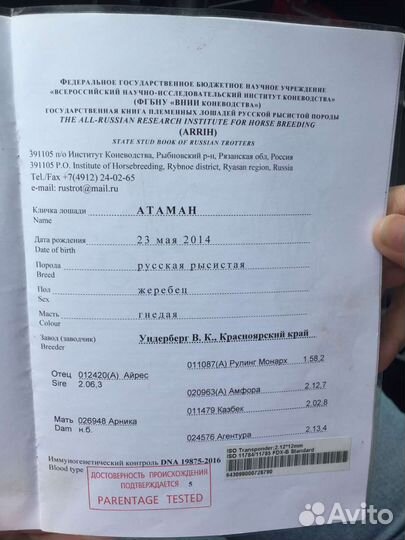 Продам жеребца