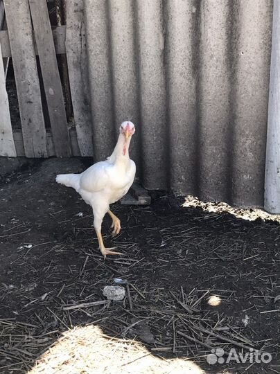 Куры байцовые