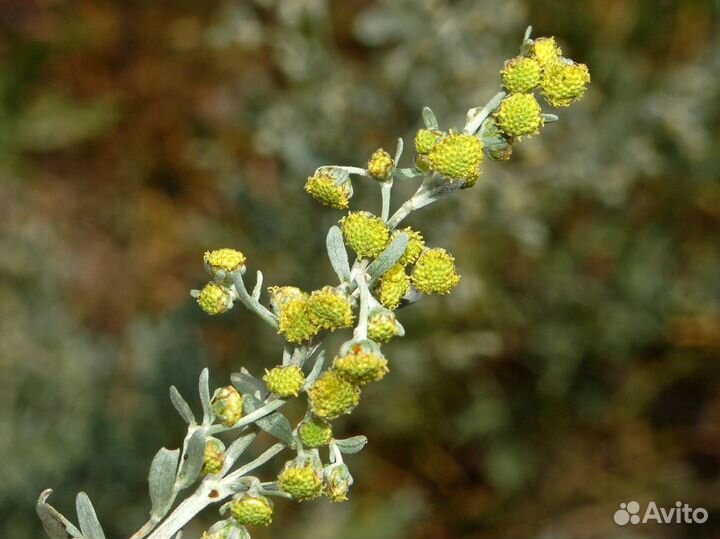 Полынь горькая семена