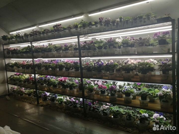 Фиалки (Сенполии)