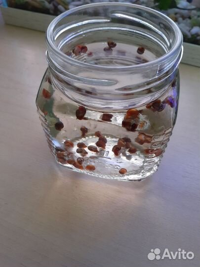 Улитки аквариумные катушки