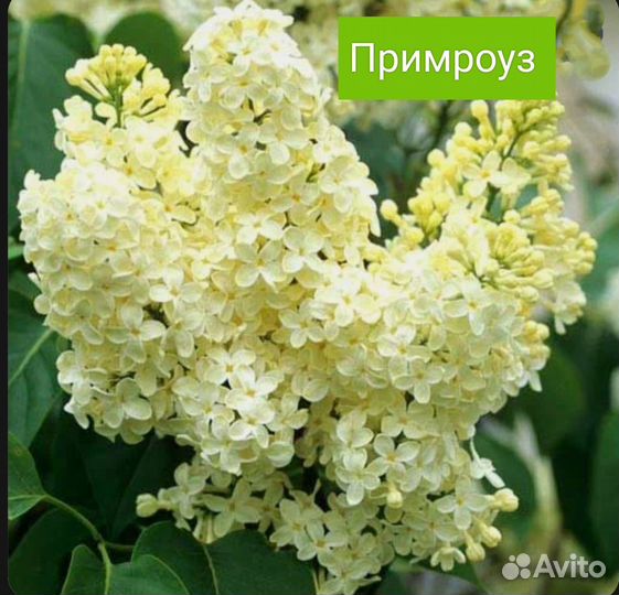 Сирень Прим роуз