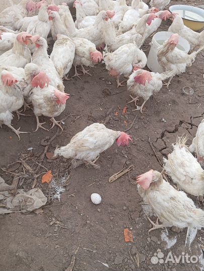 Куры несушки годовалые