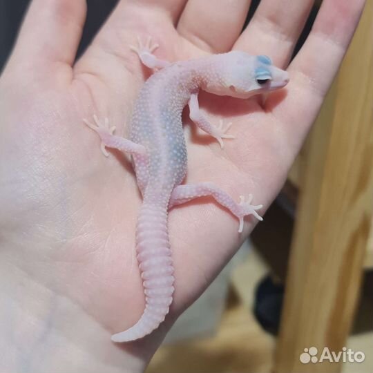 Пятнистые эублефары, гекконы