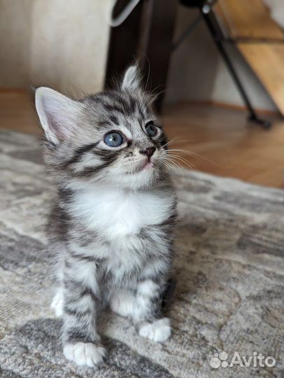 Три кота ищут дом