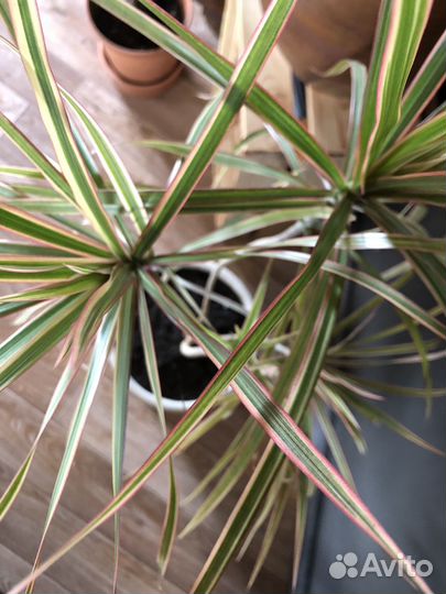 Драцена биколор