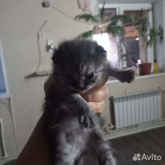 Британские котята