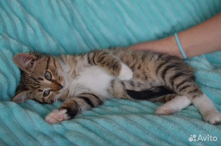 Котенок Тишка в добрые руки