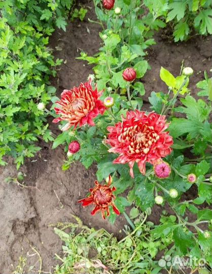 Растения для сада хризантемы