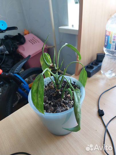 Аглаонема Трейба