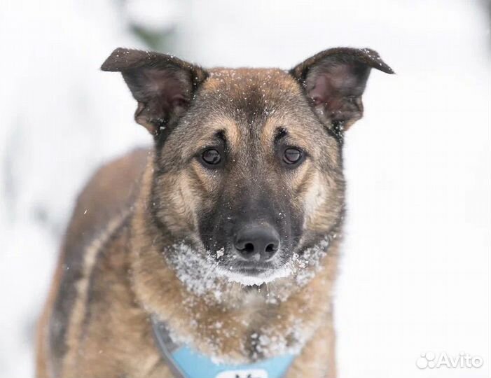 Собаки бесплатно